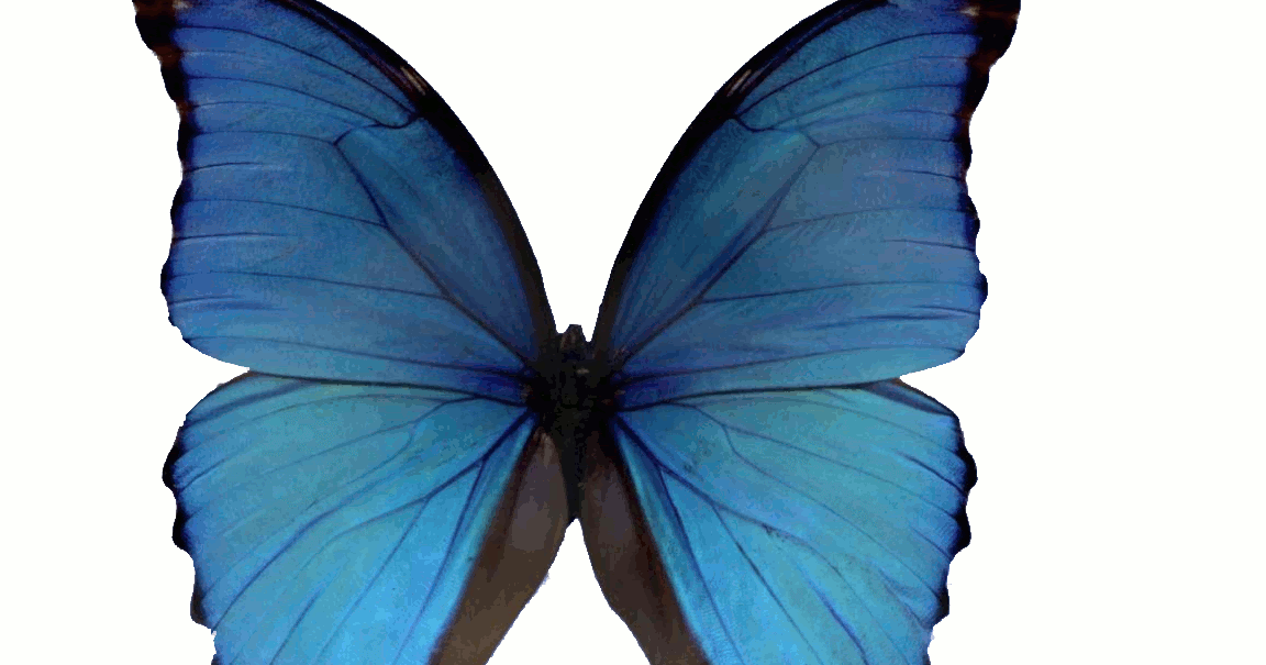 Quero asas de borboleta azul, para que - Are Bolos e Doces
