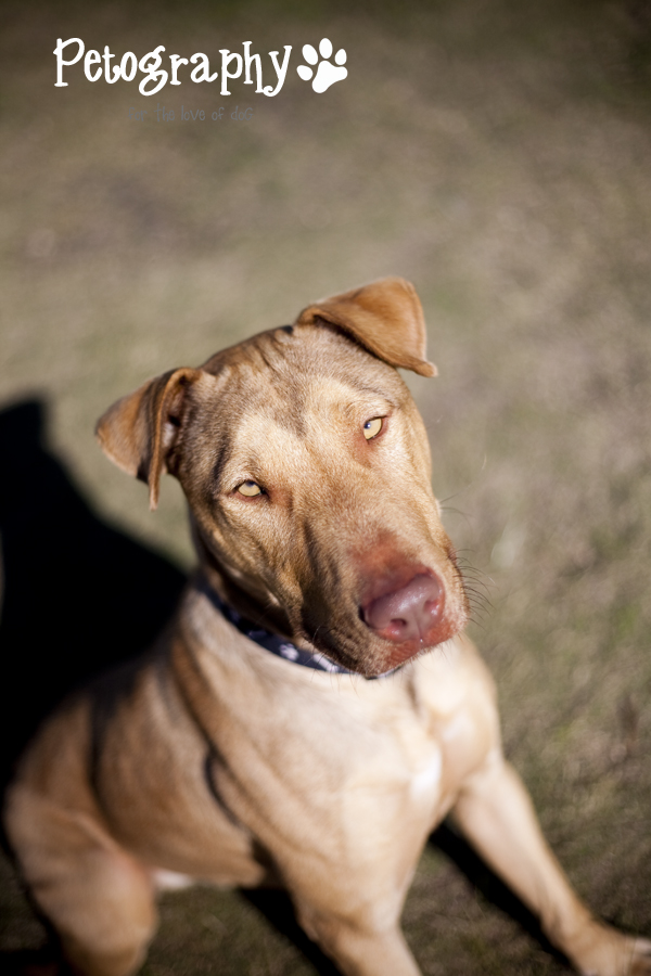 Petography Adoptables K9 Dog Rescue Mandurah