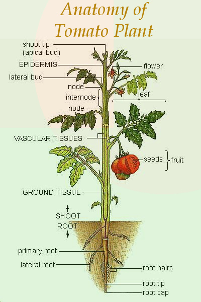Tomato Plant Anatomy