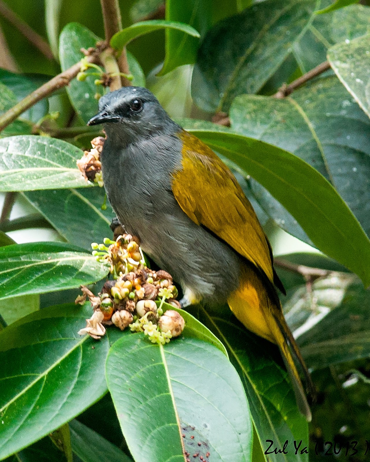 Zul Ya - Birds of Peninsular Malaysia: The Bulbul's Collection ( Koleksi Burung