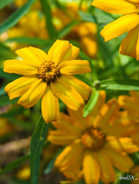 Ça titille les papilles !, Fleur, Jaune, Plante, Flore