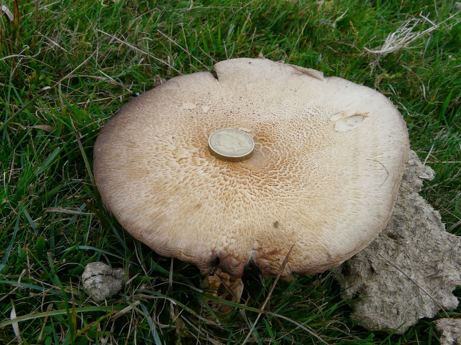 Foraging in The Cotswolds Horse Mushrooms On Cleeve Hill