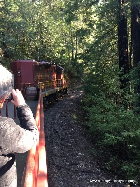 riding through the redwoods on Skunk Train in Willits, California