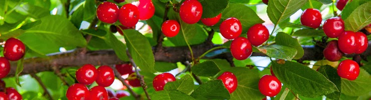 https://treesandplants.co.uk/categories/Fruit-Trees/