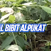 Tips Merawat Bibit Pohon Buah