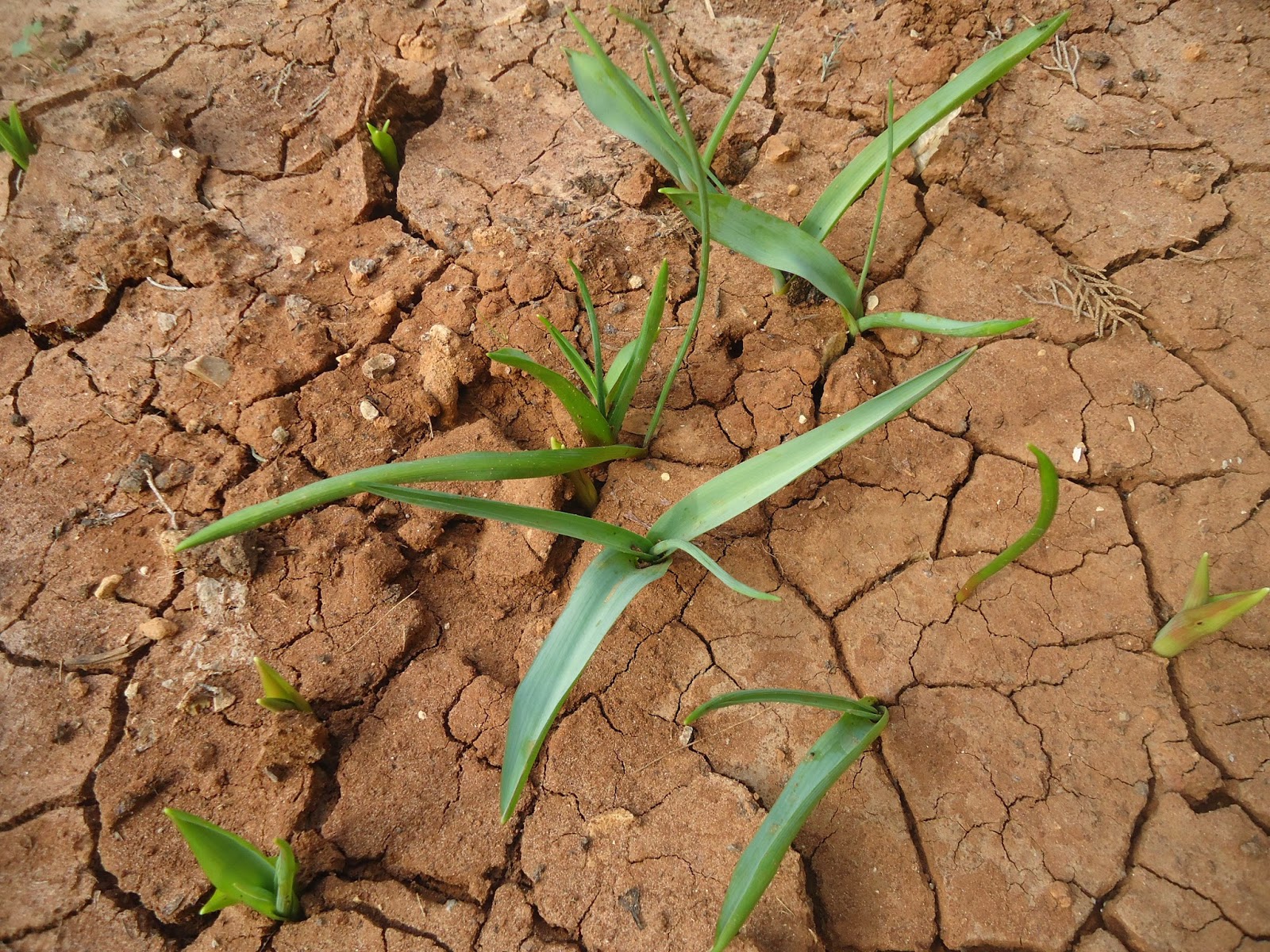 огородный сорняк пырей. оплодотворение пырей ползучий. три ростка пырей. пырей сибирский. пырей луковица.