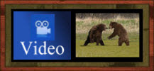 BEAR FIGHT Video: