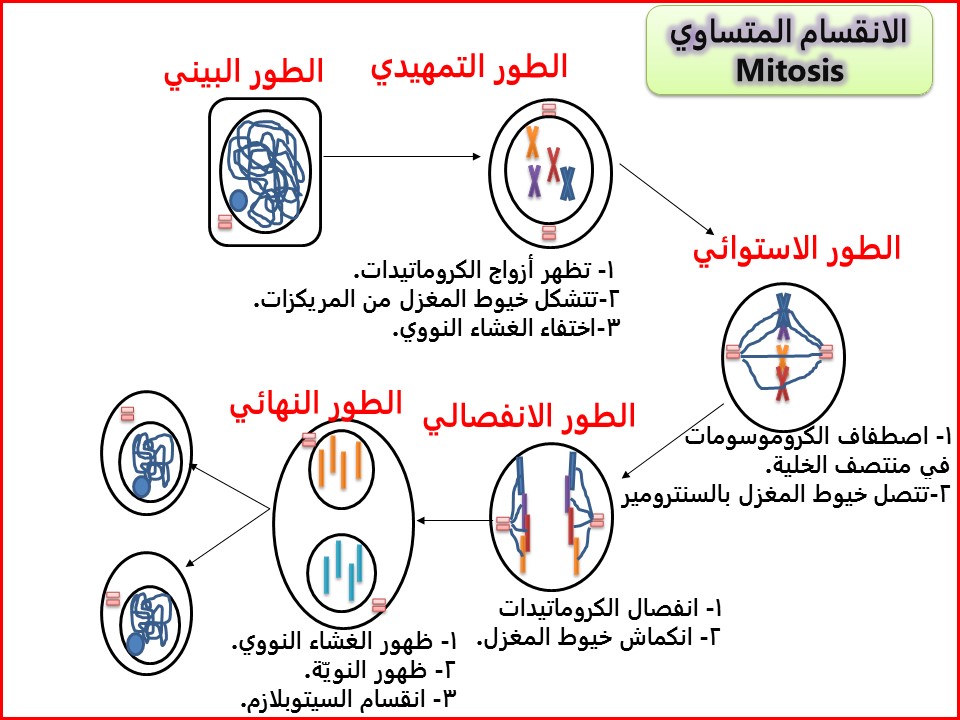 تسمى عملية انقسام النواة إلى نواتين متماثلتين