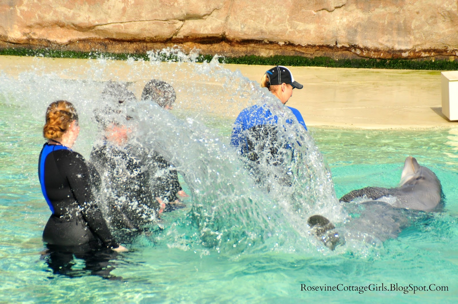 Dolphin Encounter At Sea World