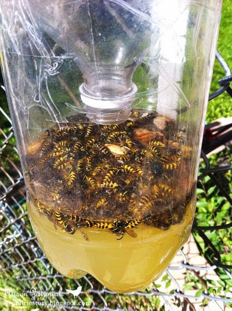 How to Make a Homemade Wasp Traps #DIY - My Favorite Things