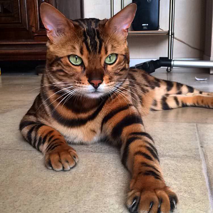 12 Of The World’s Most Beautiful Cats in 2019