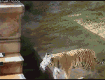 Amazing Creatures: Funny animal gifs - part 198 (10 gifs)