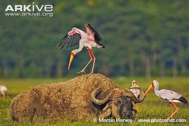 interactions between buffalo and birds