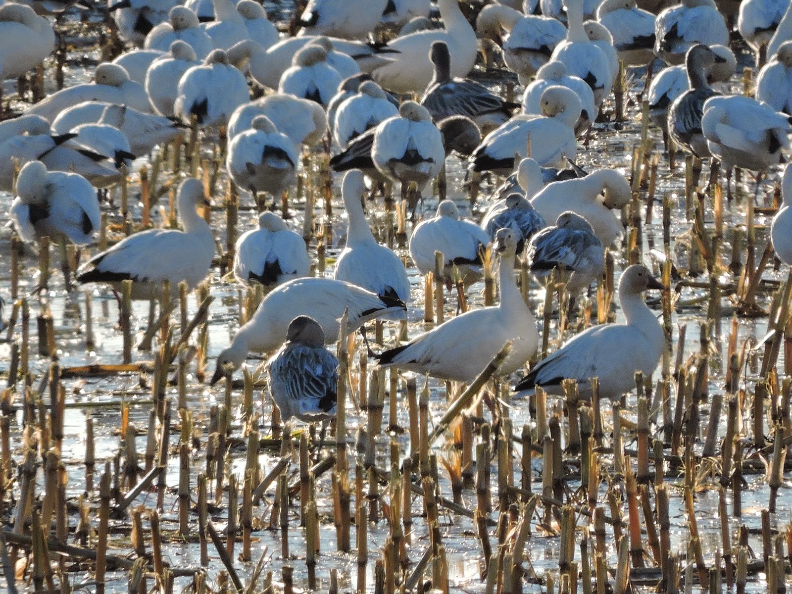 Scene Through My Eyes Trumpeter Swans and Snow Geese