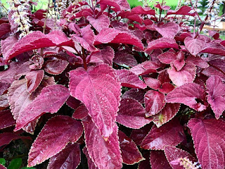 Manfaat Daun Jawer Kotok Bagi Kesehatan, Ini Cara Memanfaatkannya  ya tumbuhan yang biasanya ditanam di pekarangan rumah ini umumnya dimanfaatkan sebagai ta Manfaat Daun Jawer Kotok Bagi Kesehatan, Ini Cara Memanfaatkannya