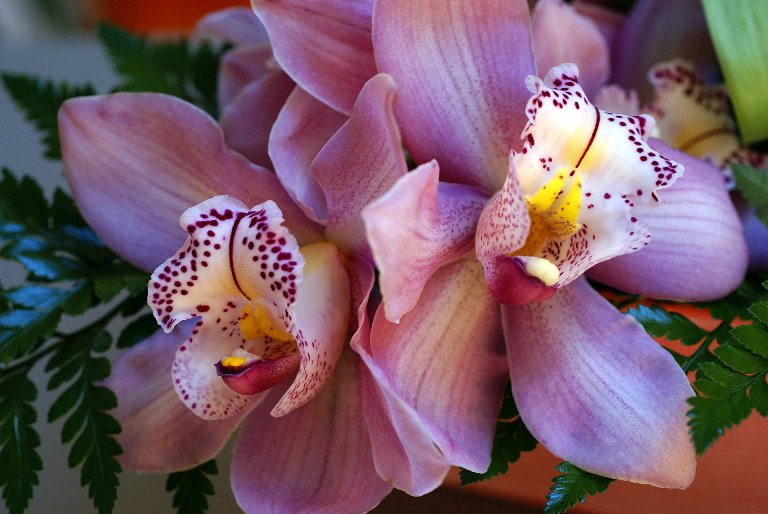 http://2.bp.blogspot.com/-NE_DDecAFZU/T_YWr3Br5KI/AAAAAAAAVfA/N5t_i7olcCs/s1600/beautiful-orchid.jpg