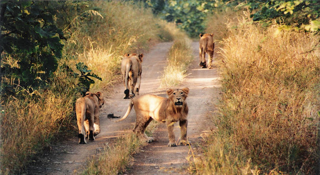 Gir National Park Gir National Park