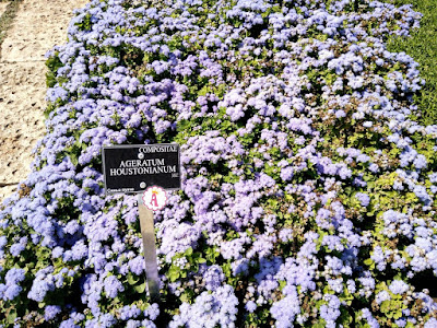 Полотно из цветов в Болгарии