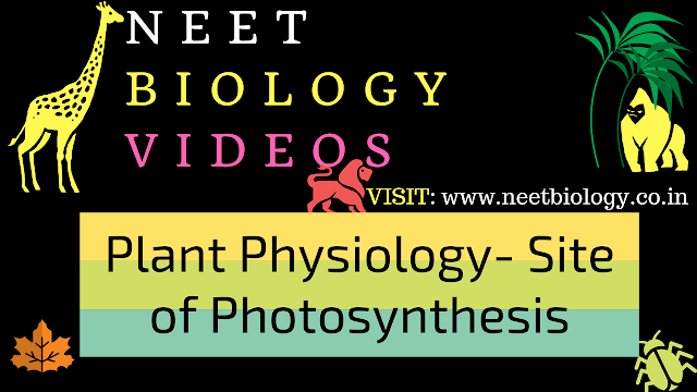 NEET Biology Video : Plant Physiology - Site of Photosynthesis take place