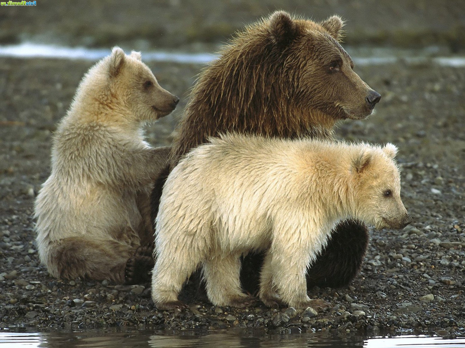 семья медведей