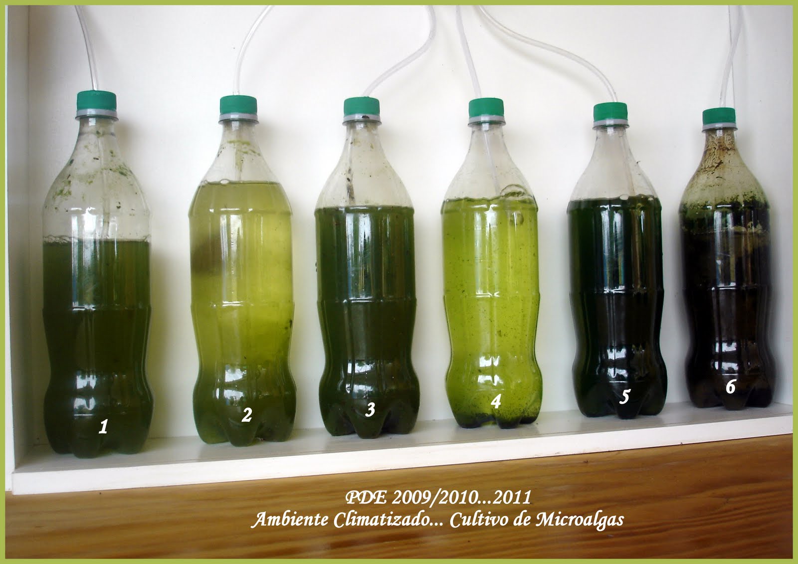 Cultivo de Microalgas em Fotobiorreatores: Cultivos... Microalgas...