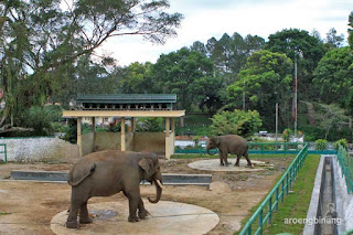 taman margasatwa dan budaya kinantan bukittinggi