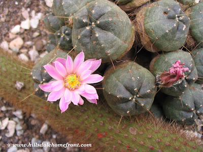 cactus flower, photography