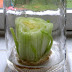How to grow celery from celery