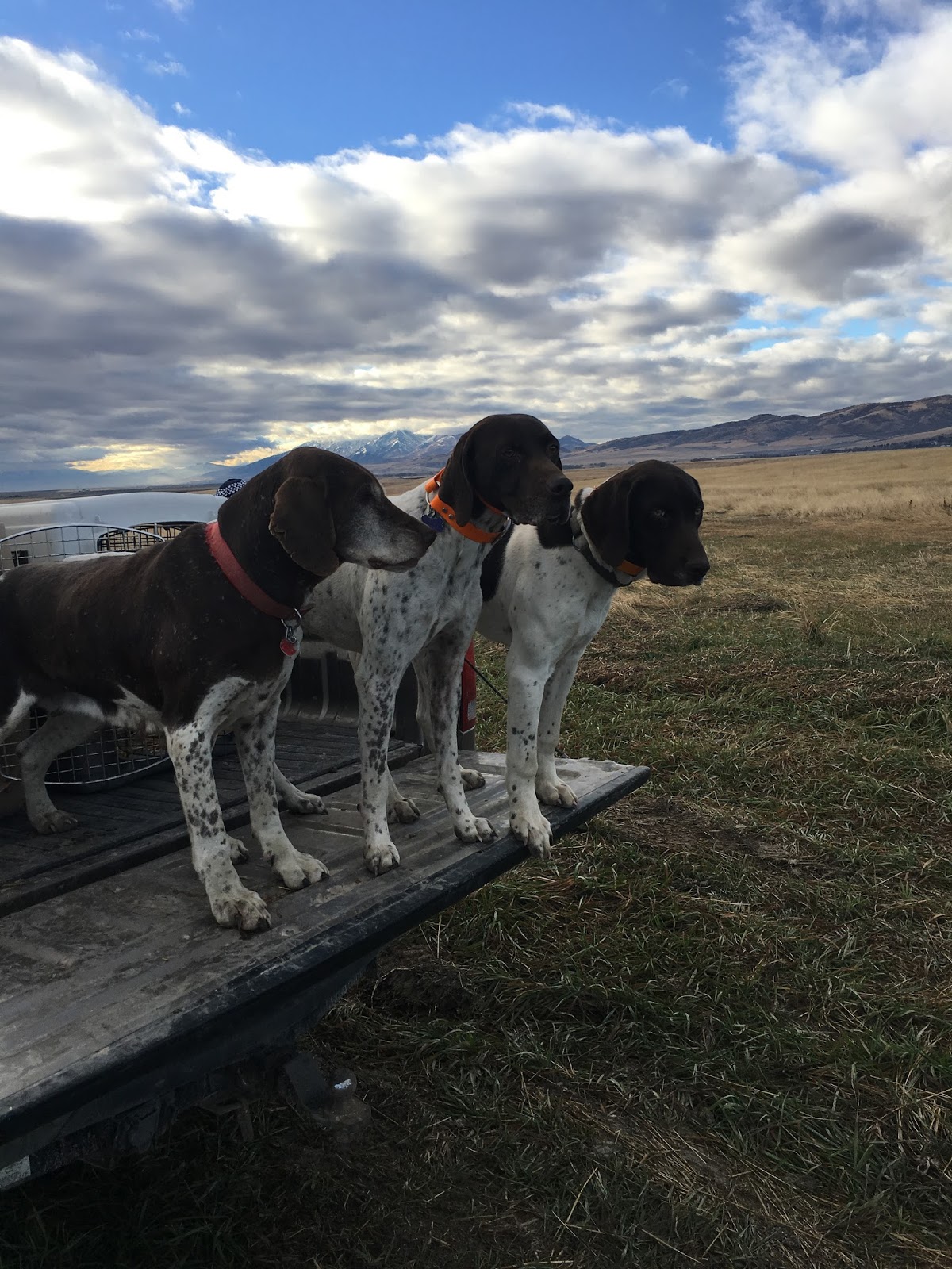 Gunsight Kennels 2017