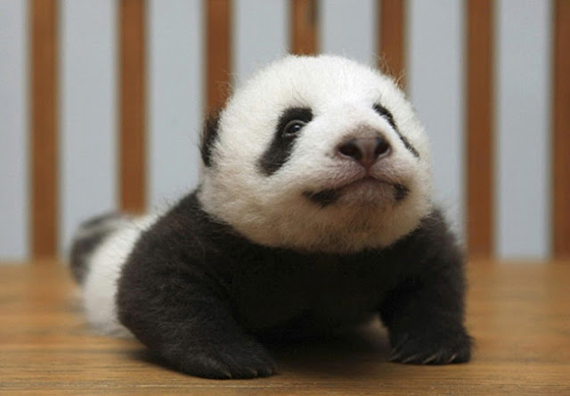Panda cobra pose