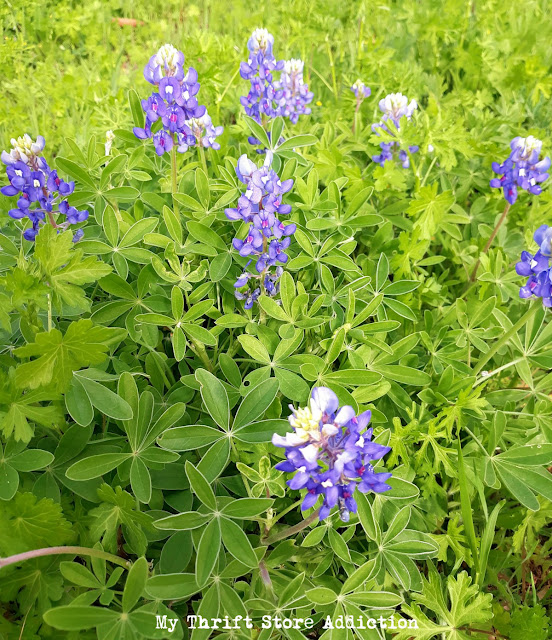 spring in the Texas Hill Country 