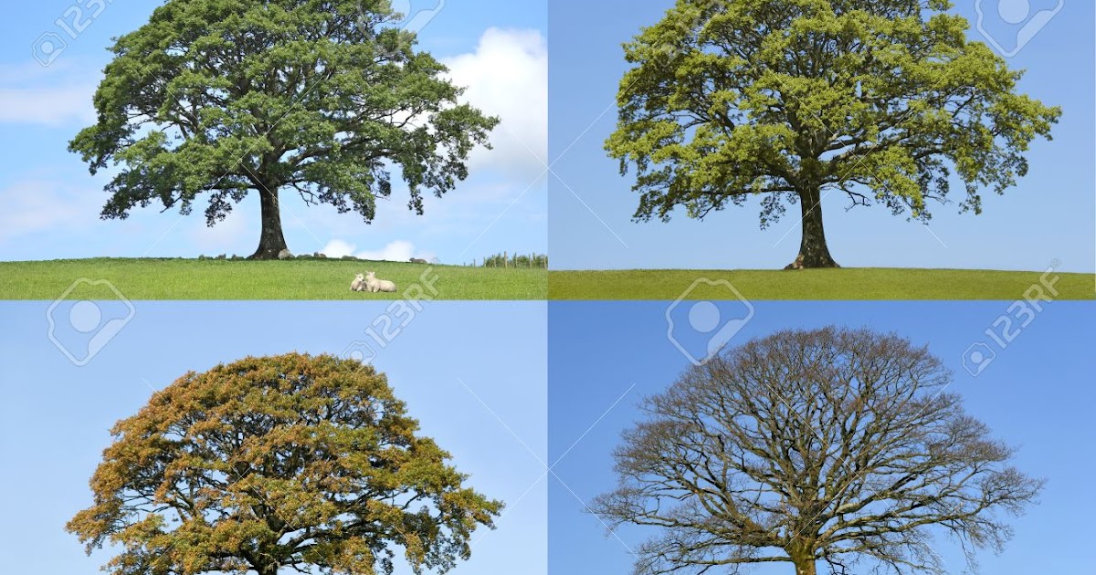 2º B (Eunate) Deciduous and evergreen trees