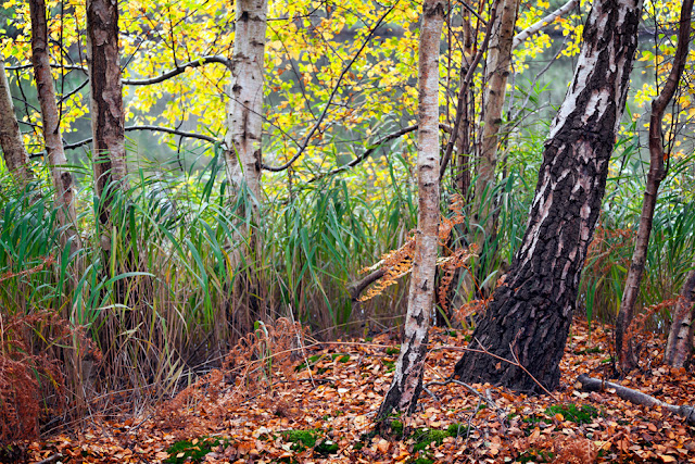 Holme Fen in the Cambridgeshire Fens draped in autumn hues