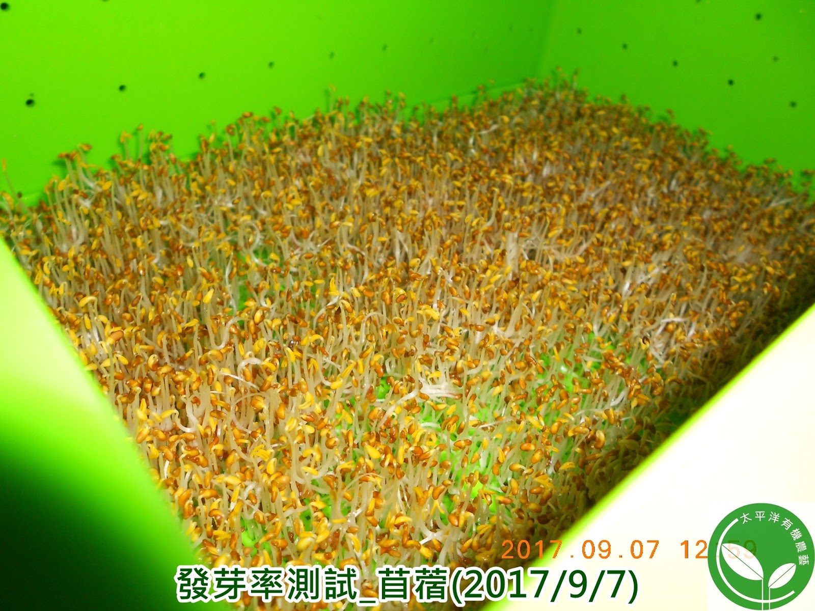 #苜蓿芽 #苜蓿芽功效 #苜蓿芽可以生吃嗎 #目宿草 #紫花苜蓿的功效 #苜蓿草推薦 #紫花苜蓿alfalfa #紫花苜蓿葉 #苜蓿芽捲 #紫花苜蓿茶