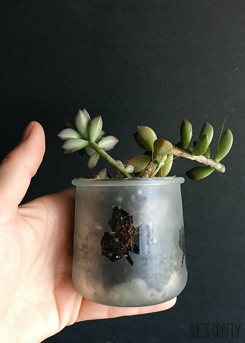Leaves frosted glass succulent holder
