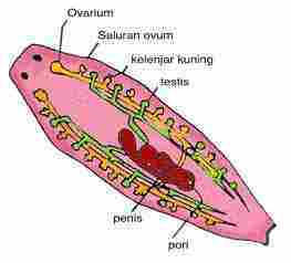 sistem reproduksi filum platyhelminthes