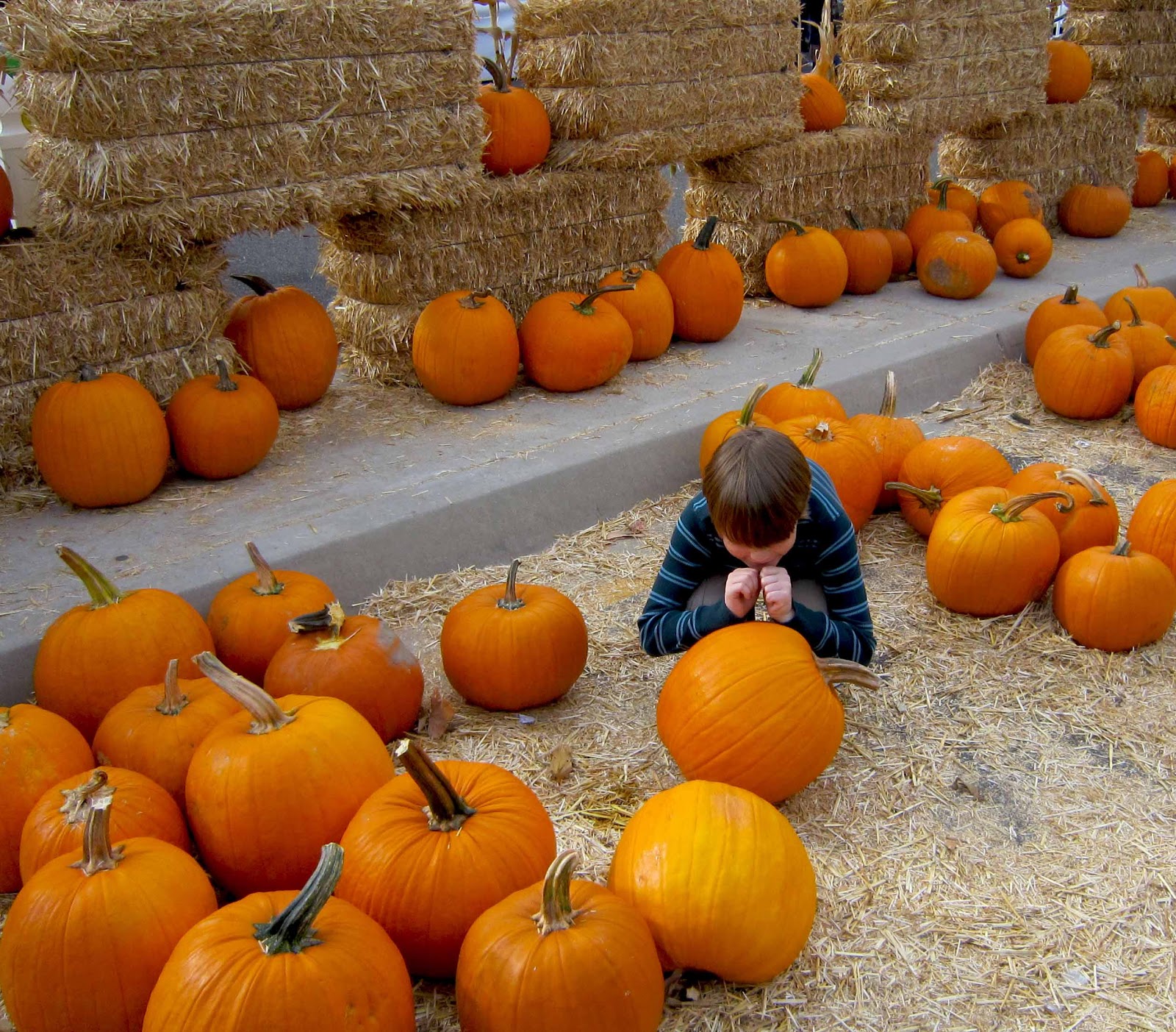The Museum of the San Fernando Valley CALABASAS PUMPKIN FESTIVAL