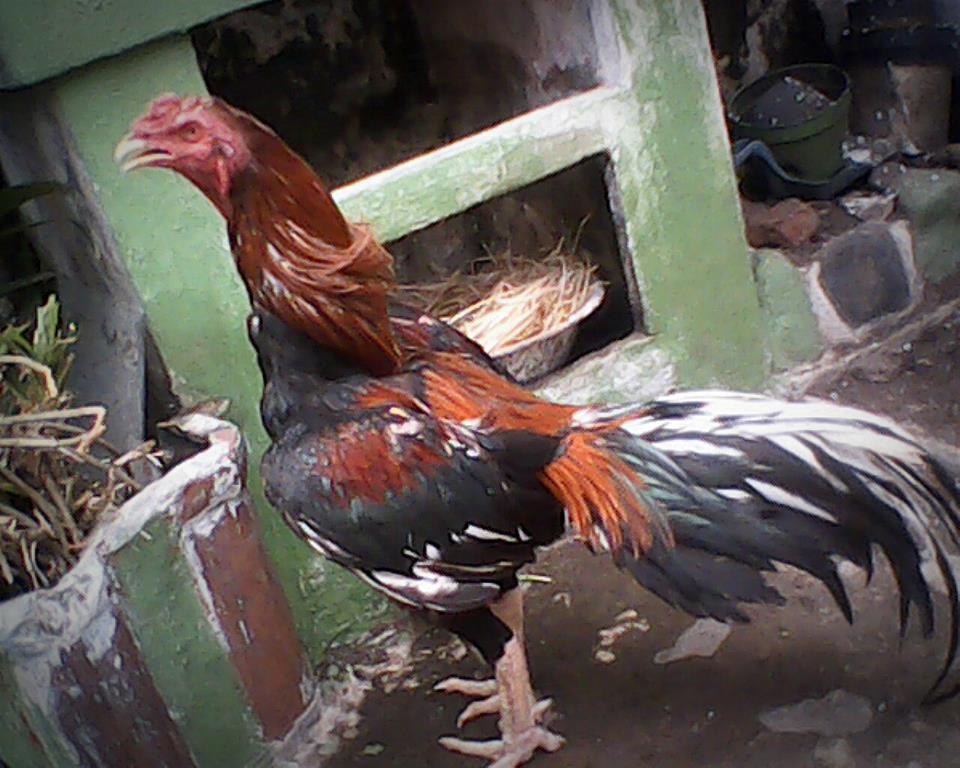 Latihan Dan Makanan Ayam Bangkok Aduan Juara EkoDoc