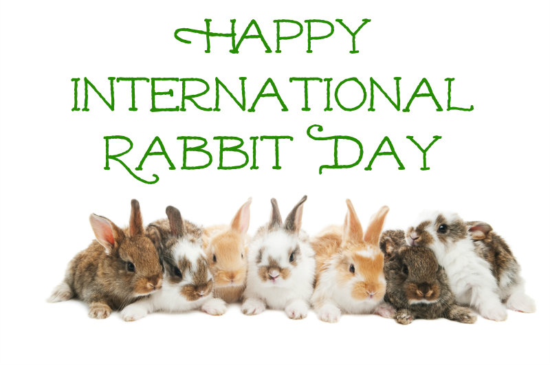 Image result for international rabbit day