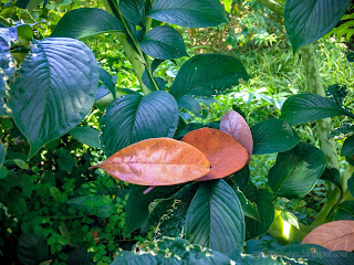 Autumn Jackfruit Leaves Fall On Fresh Green Amorphophallus Paeoniifolius Leaves In The Agricultural Area