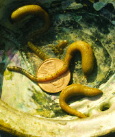Peanut worms found in a shell are about three times as long as the diameter of a penny placed there for size reference.