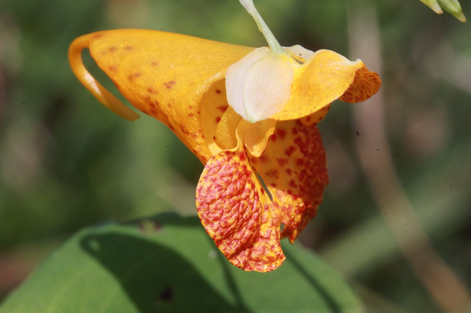 Kalamazoo Seasons Fall Flowers