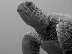 Black/white turtle (Honu)