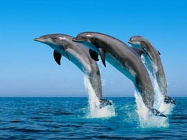 Delfines animales marinos