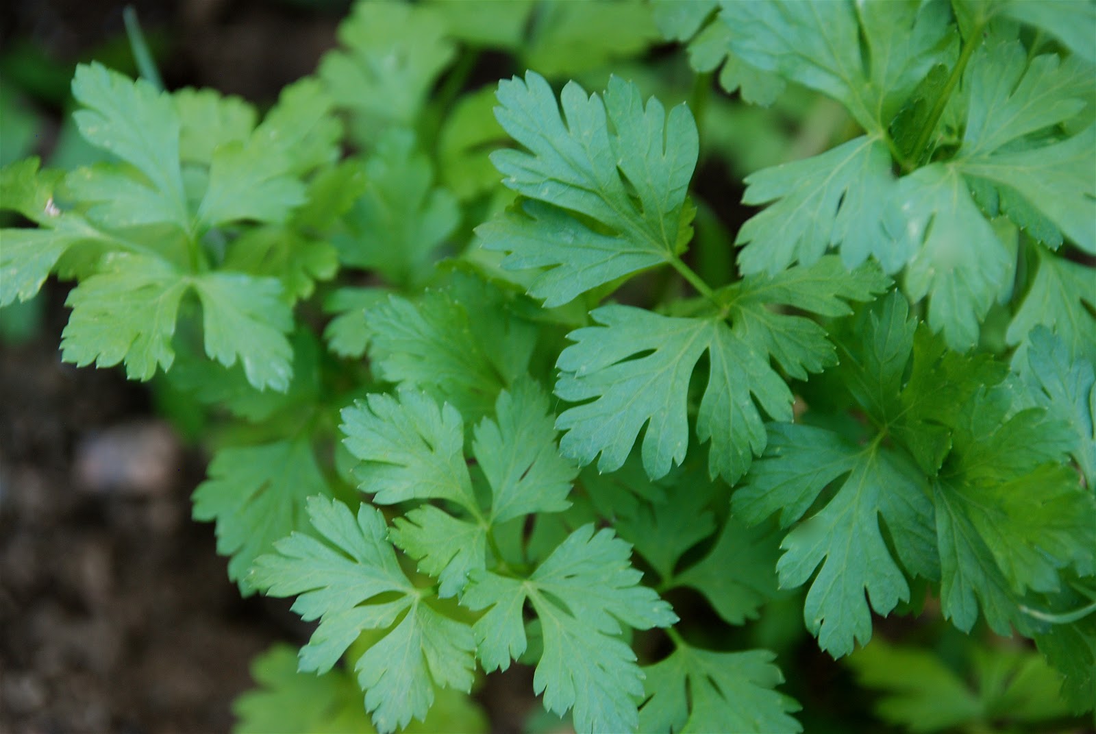 I Want My Umami Creme of Hamburg Parsley Soup