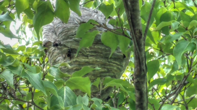 Bald Faced Hornet Nest