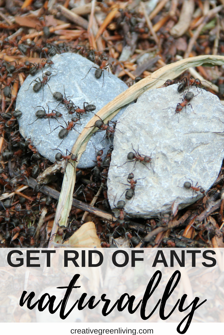 Get Rid of Ants Naturally with Essential Oils Creative Green Living