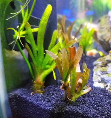 vallisneria treated by copper dip and alum dip to eliminate pest snails