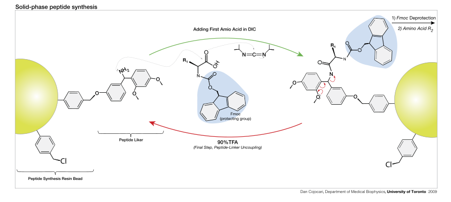 Biochemistry: Peptides