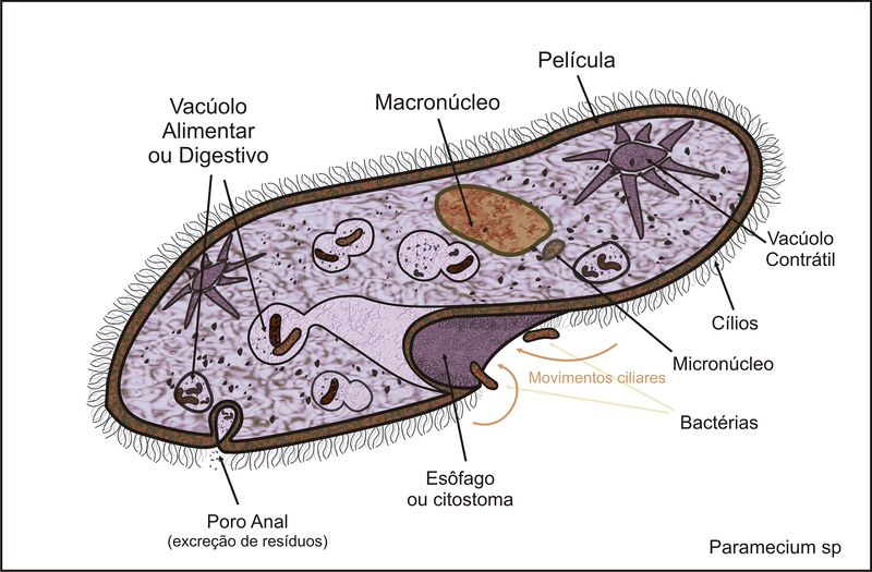 Protozoos (50 micrometros)